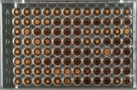 This image shows a broth microdilution antimicrobial susceptibility test including clindamycin in row A, penicillin in row F and erythromycin in row G.