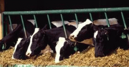 cows at feed trough