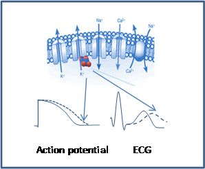 Action potential ECG