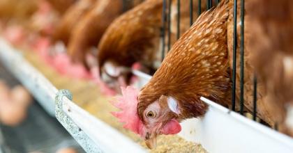 chickens eating at a farm