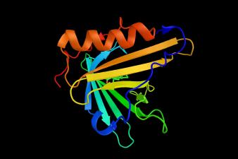 Apolipoprotein D, a protein mainly produced in the brain and testes. A biomarker of androgen insensitivity syndrome. 3d rendering.