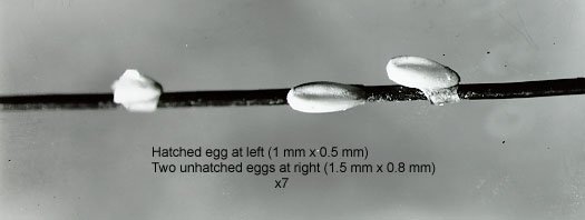 Figure V-11 EGGS (NITS) OF THE HOG LOUSE ON HOG BRISTLES