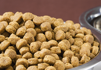 dry pet food in a dish (350x245)