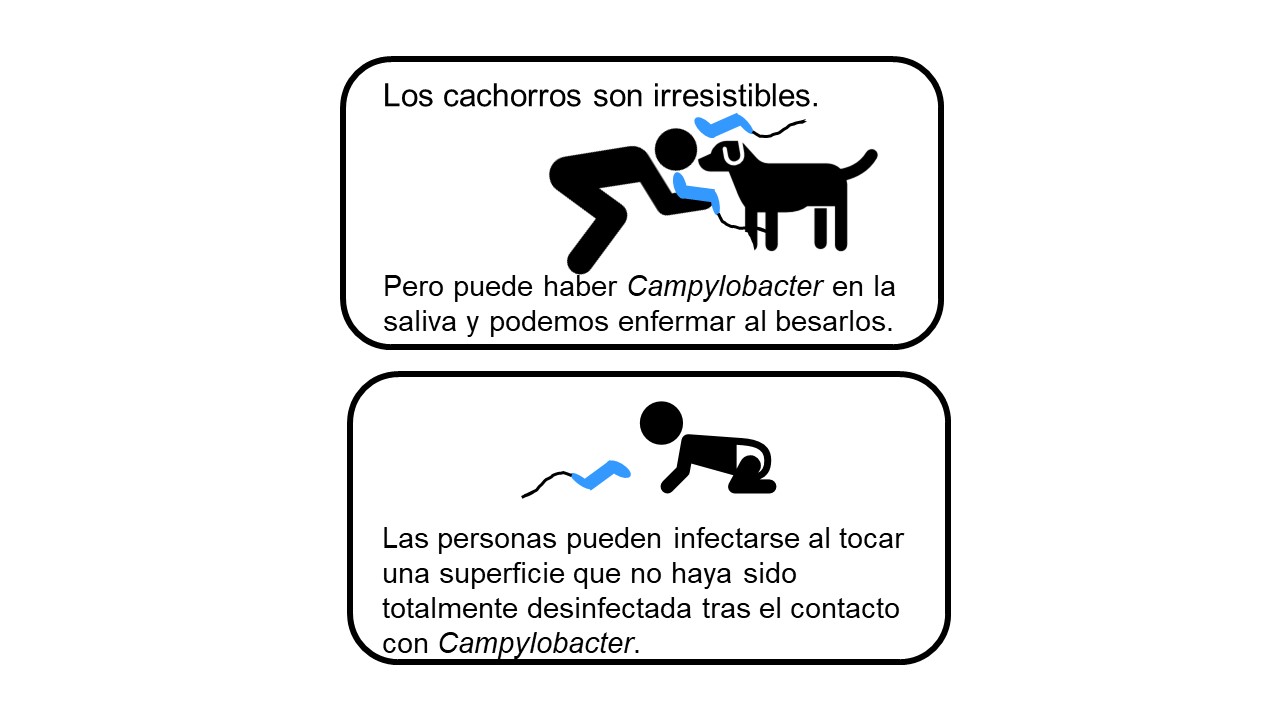 El primer cuadro tiene una caricatura de una persona besando a un cachorro. Hay imágenes de dibujos animados de Camplyobacter alrededor de la boca del humano y del cachorro. Los cachorros son irresistibles. Pero el Camplyobacter puede estar en la saliva y podemos enfermar al besarlos. El segundo cuadro tiene una caricatura de un bebé en pañal que se arrastra por el suelo. Hay una imagen de caricatura de Camplyobacter cerca en el suelo. Las personas pueden infectarse al tocar una superficie que no haya sido 