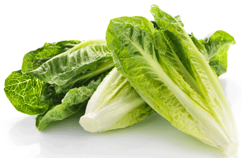 Romaine Lettuce