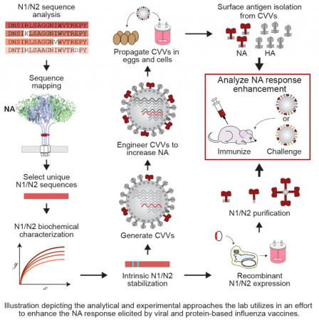 The main goal of the lab is to increase the vaccine efficacy and cross-protection against influenza viruses by improving the NA antigen response. The illustration depicts the analytical and experimental approaches that the lab utilizes in an effort to enhance the NA response elicited by viral and protein-based influenza vaccines.