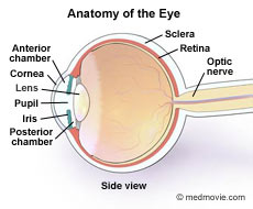 Drawing of the anatomy of the eye
