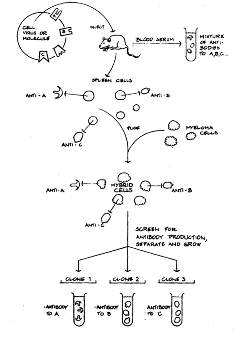 a simplified production procedure of monoclonal antibodies