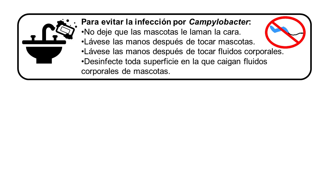 En esta página hay un solo cuadro que contiene texto e imágenes de dibujos animados. Hay una imagen de un lavabo y un jabón de manos. También hay una imagen de Camplyobacter con un círculo rojo alrededor y una línea roja que la atraviesa. El texto asociado a esta imagen dice: Para evitar la infección por Camplyobacter: No deje que las mascotas le laman la cara. Lávese las manos después de manipular a las mascotas. Lávese las manos después de manipular fluidos corporales. Desinfecte cualquier superficie sobr