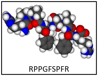 Example of a Naturally Occurring Peptide: Brandykinin