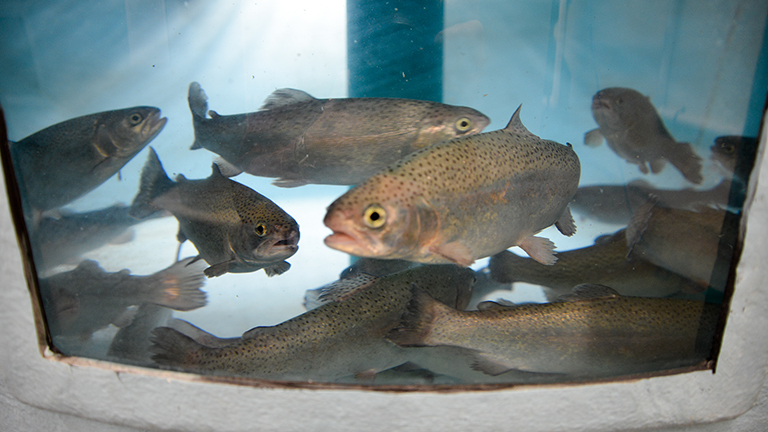 fish in a large tank