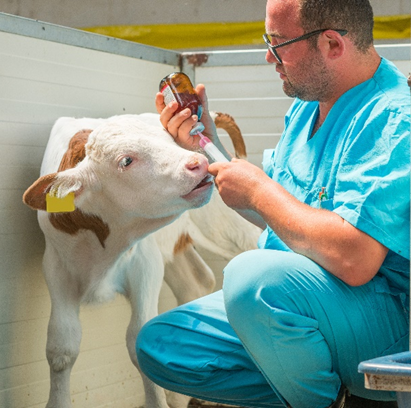 A veterinarian administers medication to a calf.