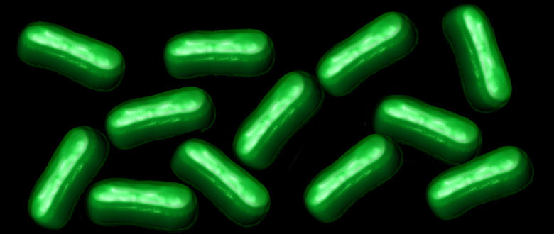 semi-synthetic bacterium