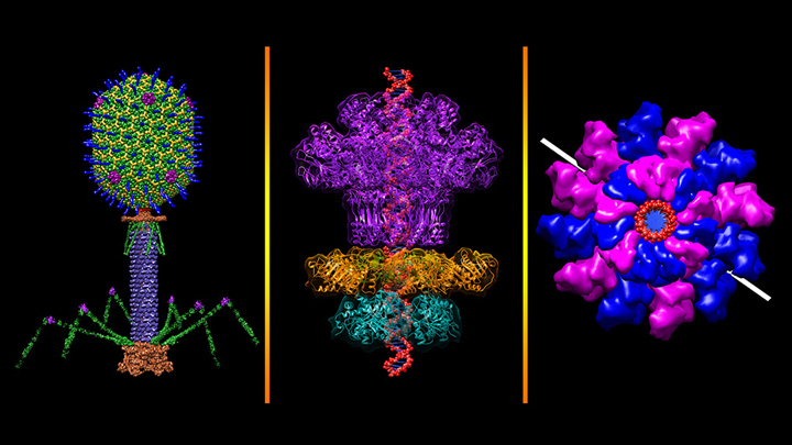 Three views of bacteriophage T4