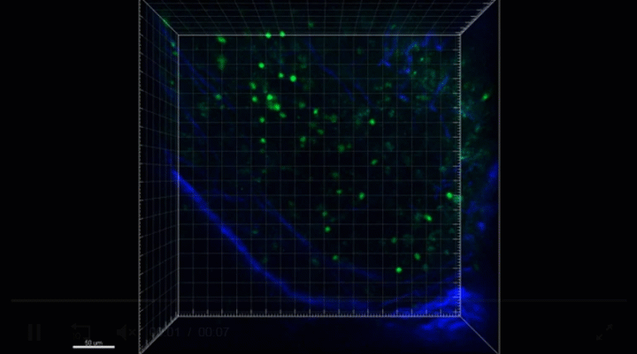 GIF of immune cells attacking