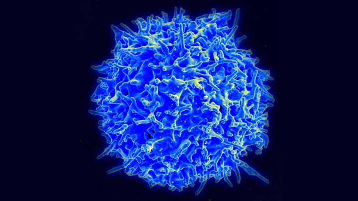 Healthy human T Cell