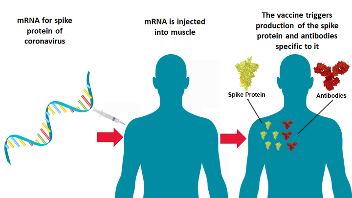 Diagram of how mRNA vaccine works