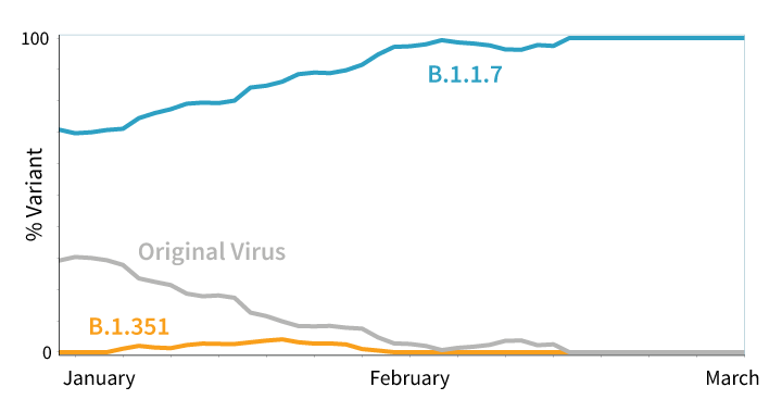 Graph showing percentages of virus variants. B.1.1.7 is nearly 100% by March