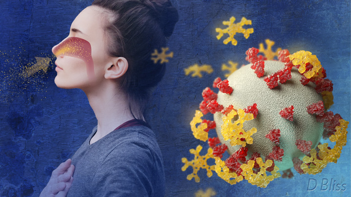 Woman inhaling yellow particles on left. On right, coronavirus with yellow IgM antibodies covering some of the spikes of a cornavirus.