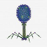Antigens on T4 phage capsid